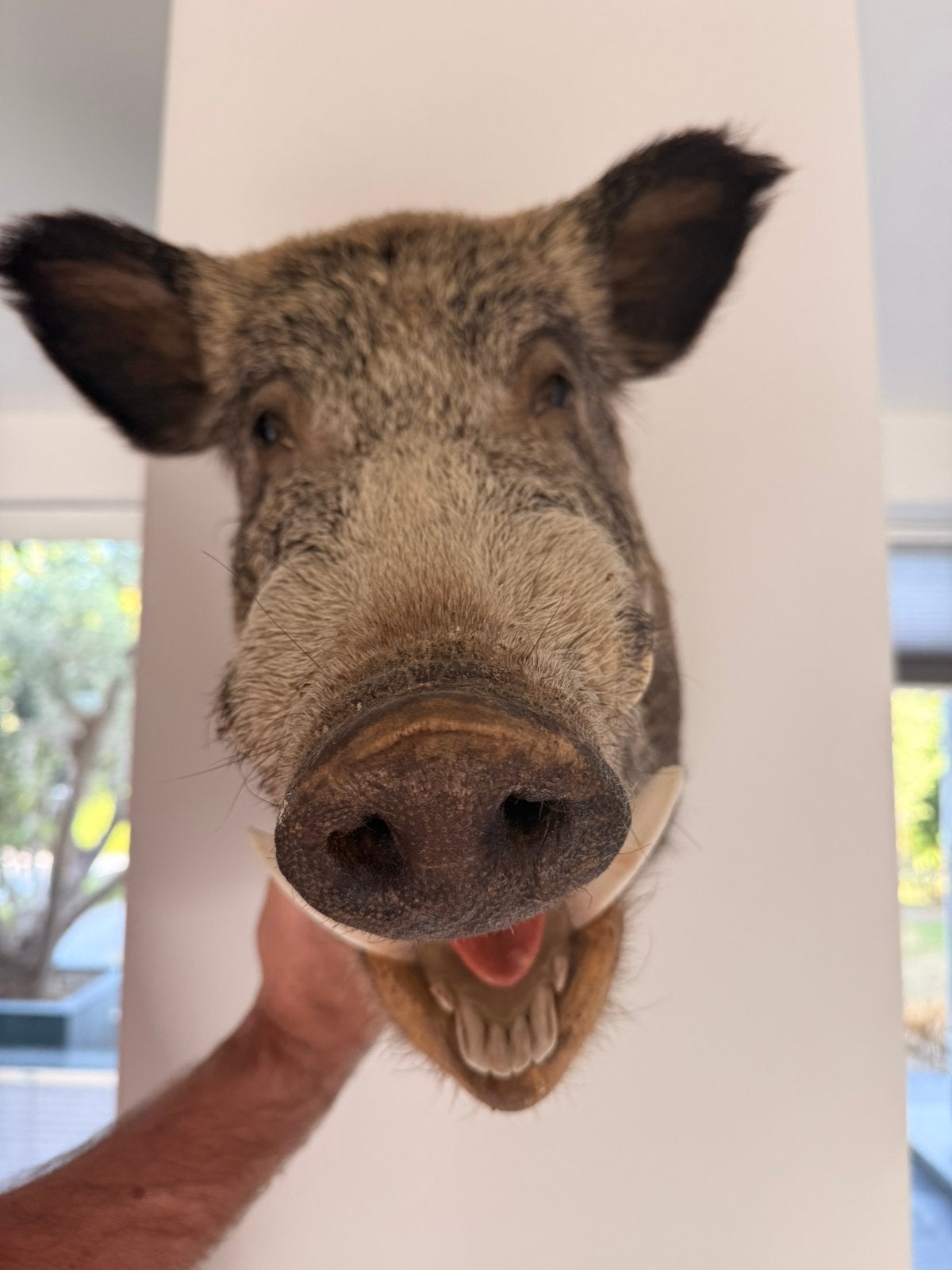 cochon sauvage monté pour le mur, Collections, Collections Animaux, Enlèvement, Utilisé, Animal sauvage, Animal empaillé