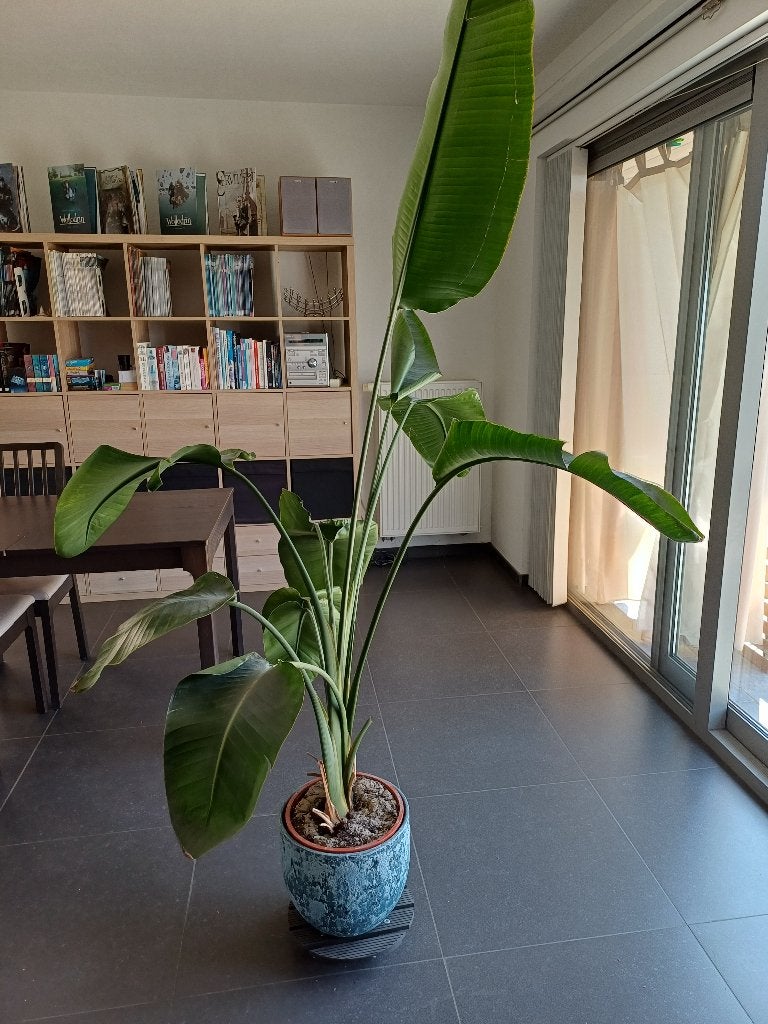 Strelitzia Nicolae, Maison & Meubles, Plantes d'intérieur, Enlèvement, Autres espèces, 150 à 200 cm