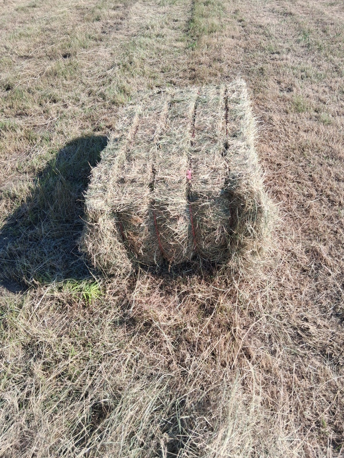 Droog hooi, Ophalen, Vee