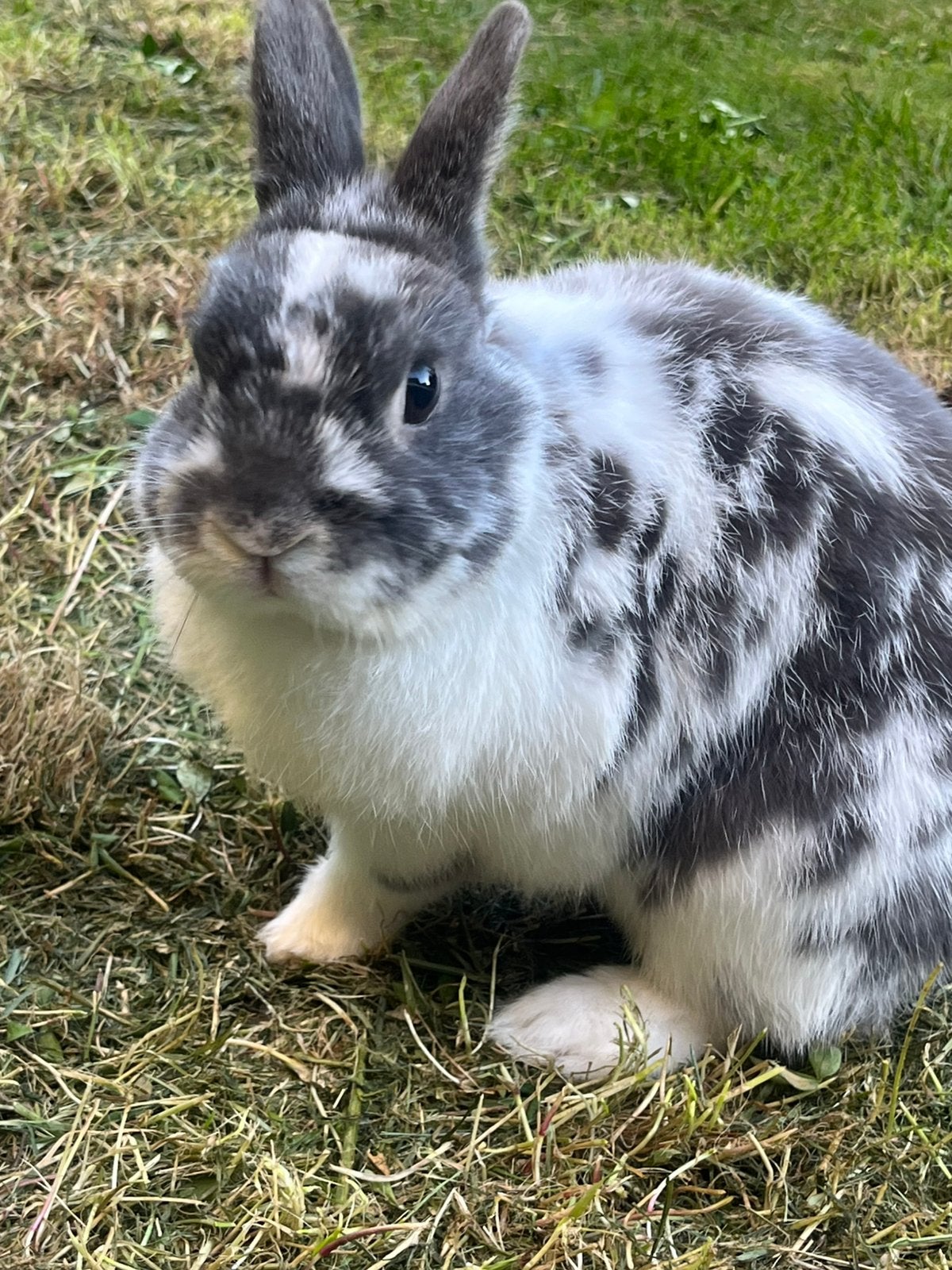 Lapin nain, Mâle, Nain, 3 à 5 ans
