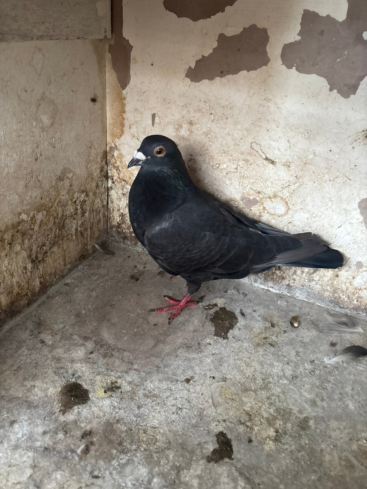 Zwarte duif, Dieren en Toebehoren