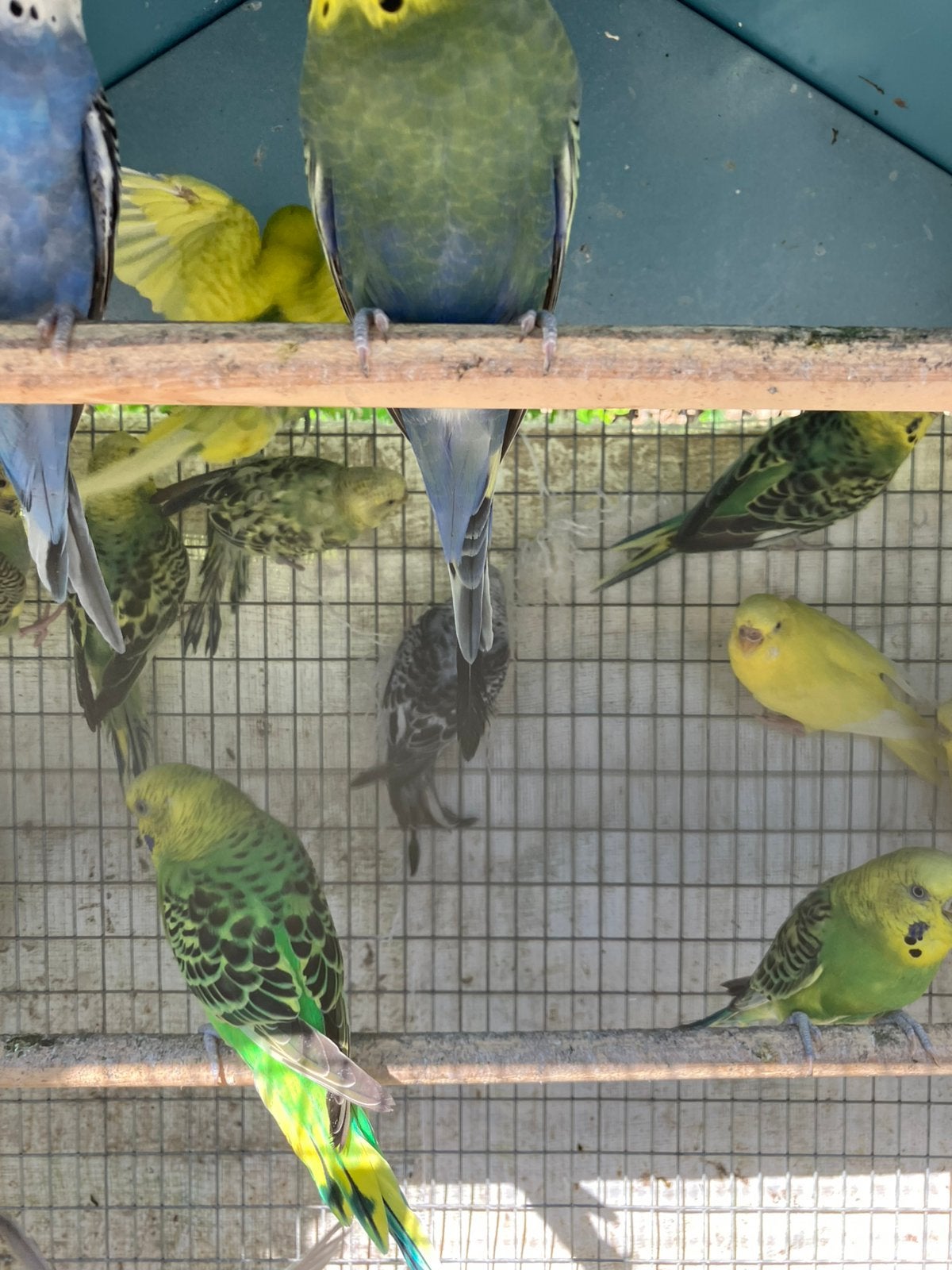 BEWEZEN KWEEKKOPPELS GRASPARKIETEN VANAF 20 EURO/KOPPEL, Dieren en Toebehoren, Meerdere dieren, Parkiet