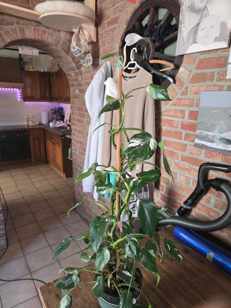 Mooie philodendron white princes te koop, Huis en Inrichting, Kamerplanten, Ophalen