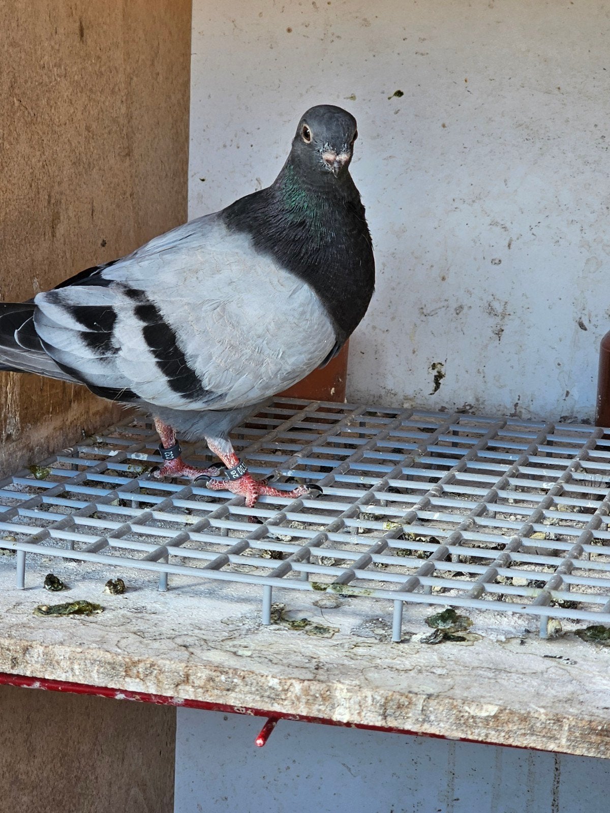 téléavertisseurs Canaria Croppers, Sexe inconnu, Boulant