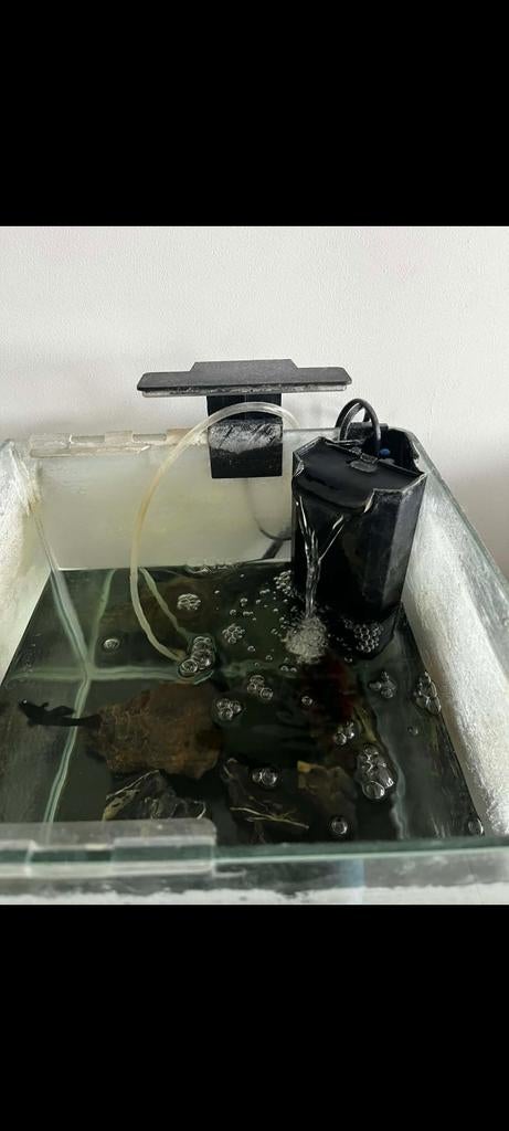 Aquarium, Enlèvement
