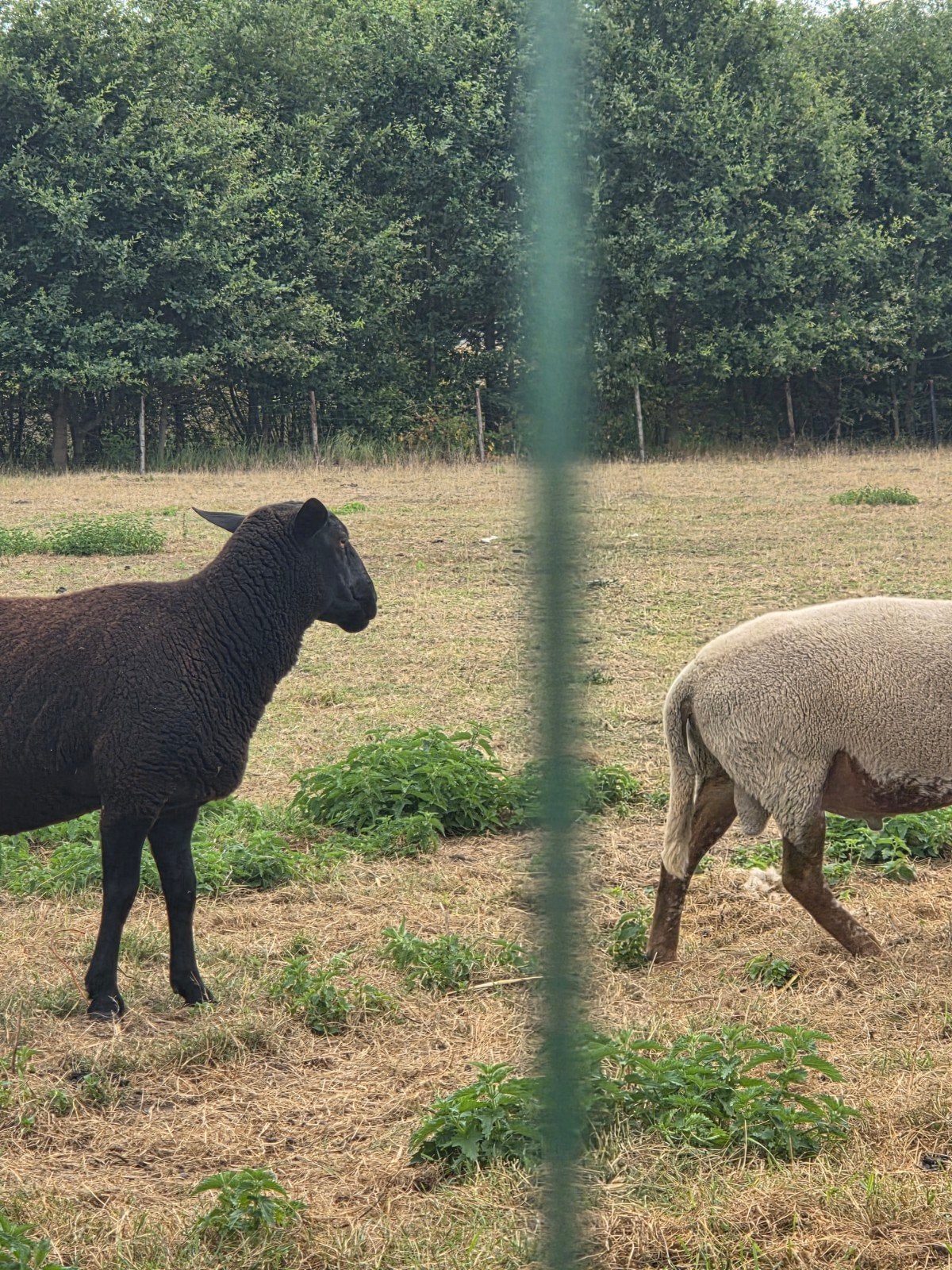 Rammen overjaarse, Mâle, Mouton, 0 à 2 ans