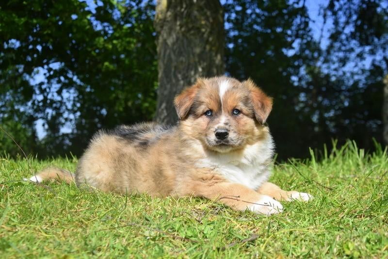 Mooie, forse kruising Herder pup, Chien (mâle), Belgique, Plusieurs, Hépatite contagieuse (maladie de Rubarth)