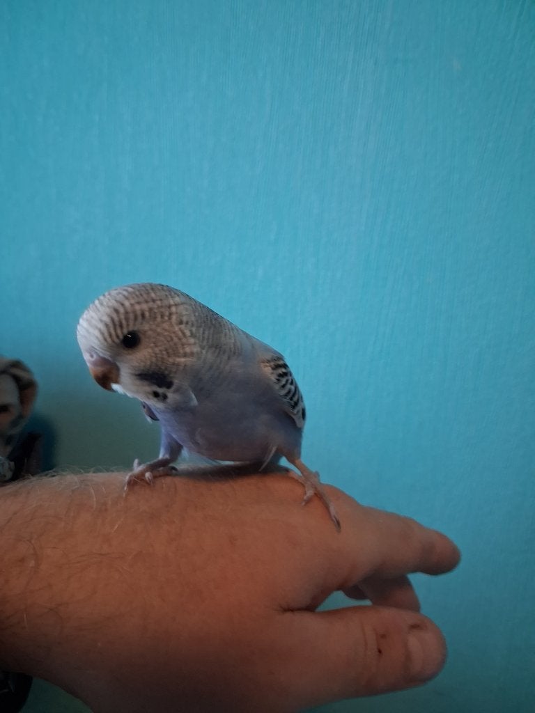 handtamme grasparkietjes, Plusieurs animaux, Perruche, Domestique