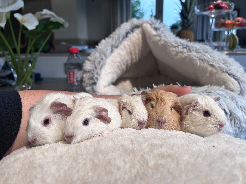 californian cavia beertjes (mannetjes), Mei, Cavia, Tam