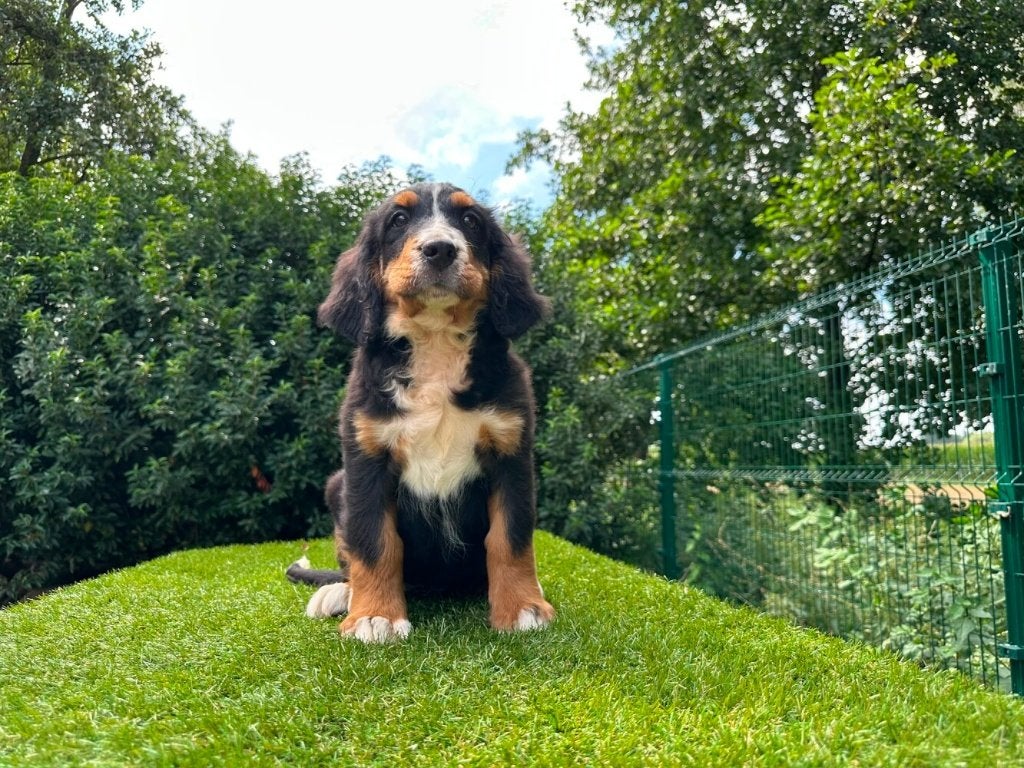 Chiots Bouvier Bernois, Maladie de Carré (chiens), Chienne, Plusieurs, Belgique