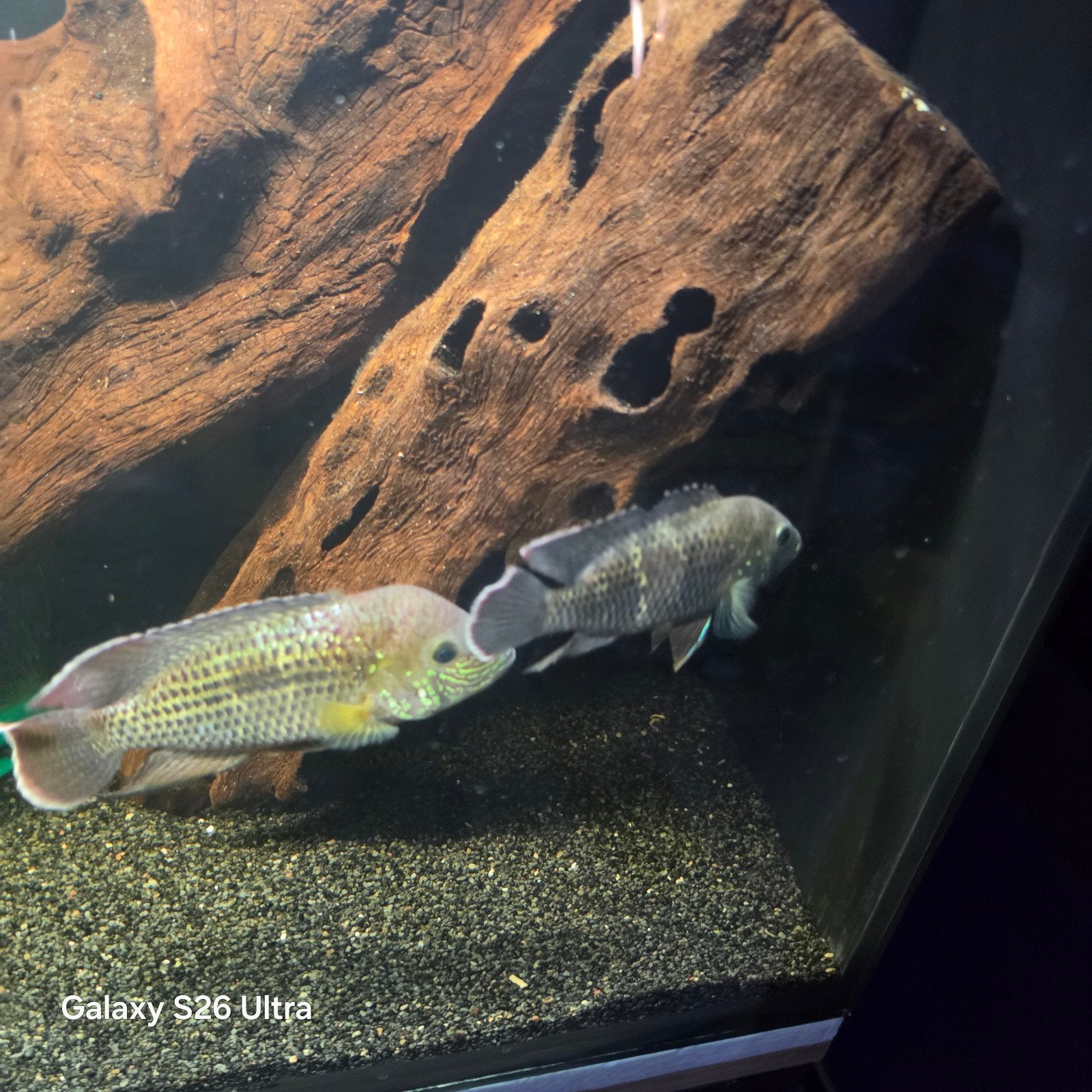 Green Terror (Andinoacara rivulatus) met witte vinstriping, Dieren en Toebehoren, Vissen | Aquariumvissen