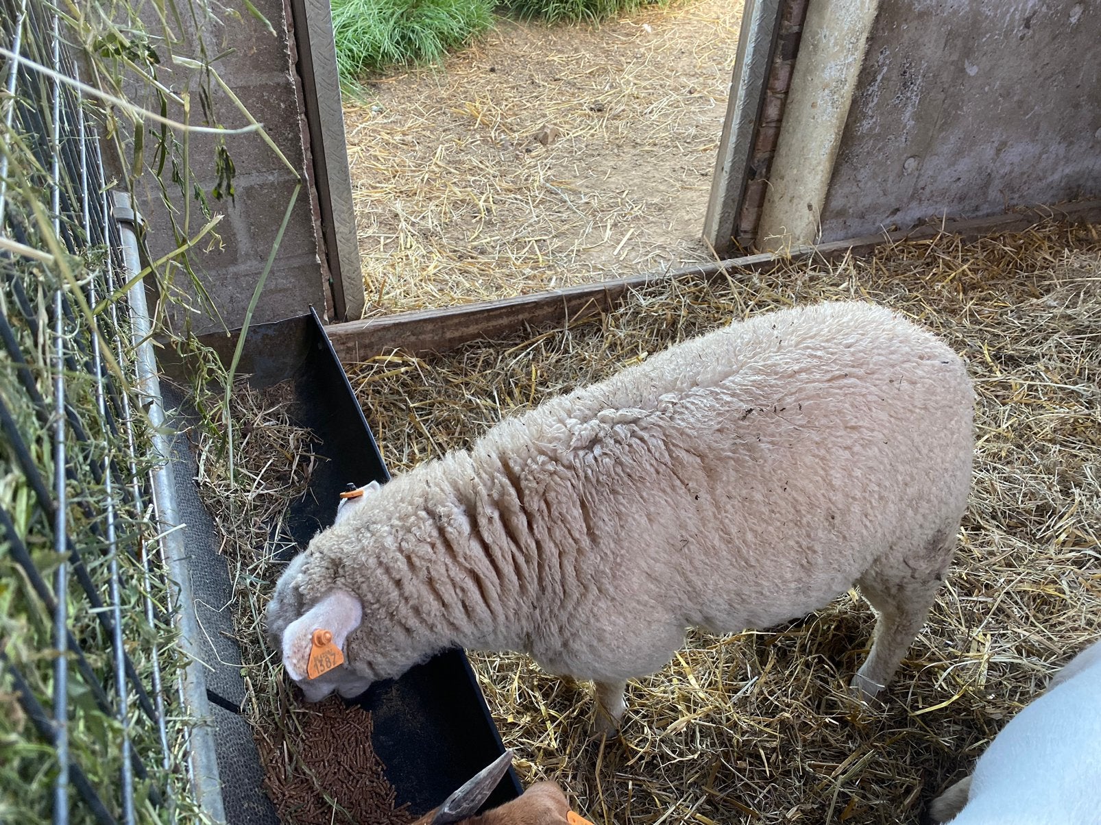 Swifter ooilam, Dieren en Toebehoren