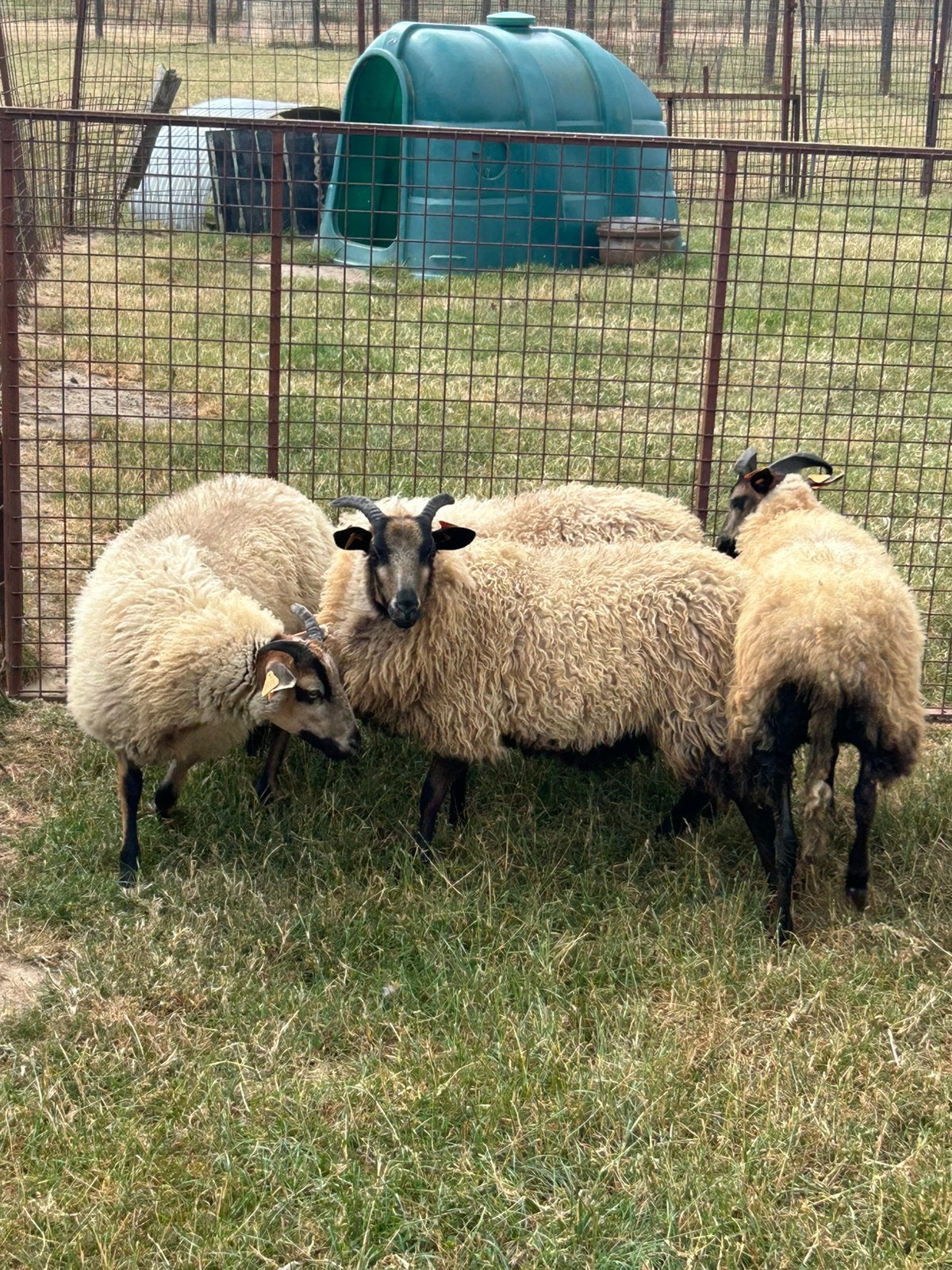 4 zeer mooie jonge ooien drents heide schaap, Vrouwelijk, Schaap