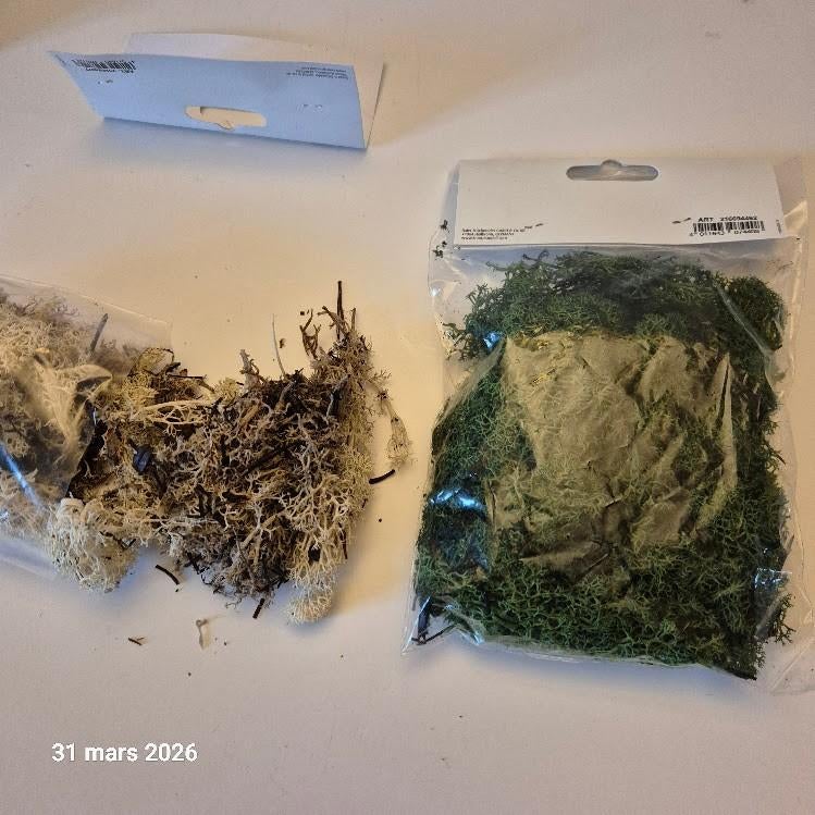 IJslands mos of korstmos, modellering, Groen, Verzenden, Nieuw, Natuur en Bloemen