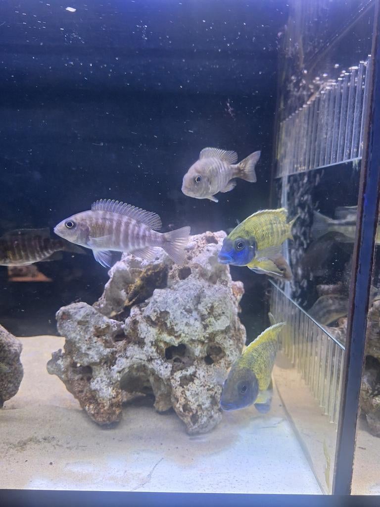 Malawi cichliden baenchi benga., Poisson, Poisson d'eau douce, Banc de poissons