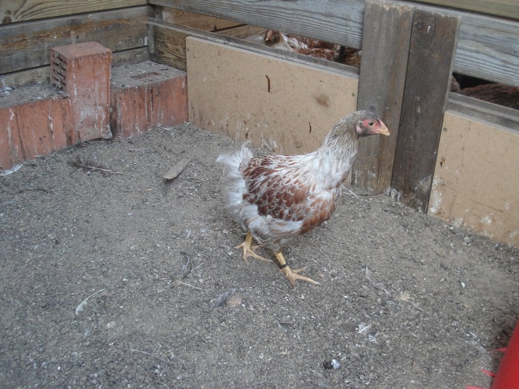 wyandotte hen (geelwit gezoomd), Vrouwelijk, Kip