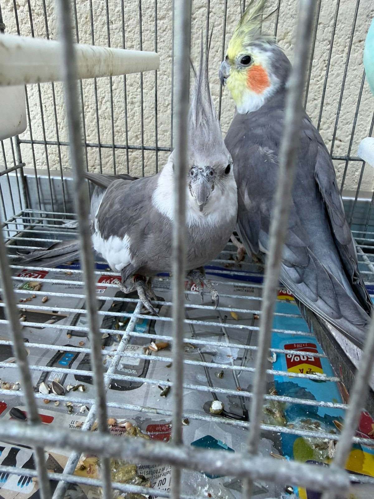 2 calopsites a 100€, Animaux & Accessoires, Oiseaux | Accessoires, Enlèvement