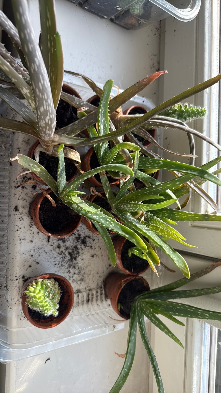 Alëo vera plantjes, Ophalen