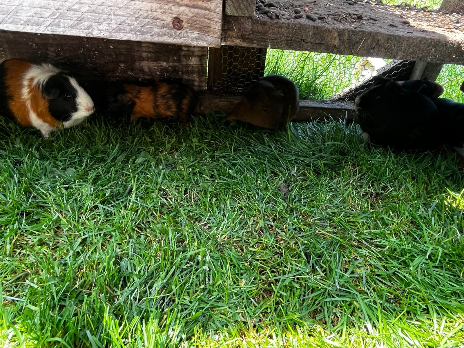 Verschillende baby cavia’s te koop, Dieren en Toebehoren, Mei, Meerdere dieren, Cavia