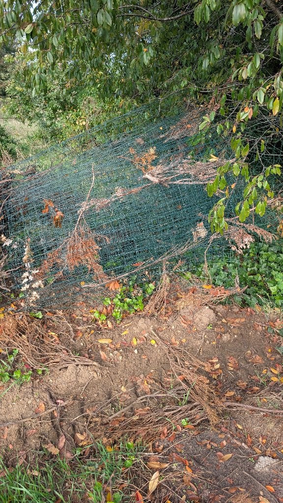 Schapengaas gratis, Tuin en Terras, Ophalen, Gebruikt, 20 meter of meer, Draad
