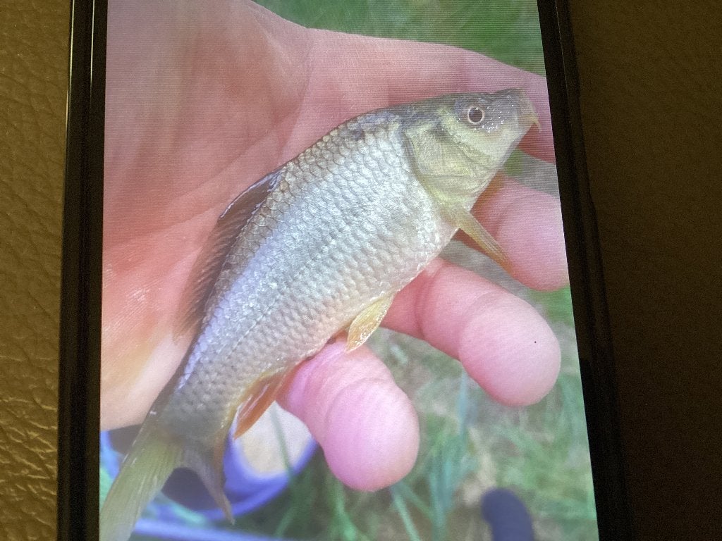 Karpers, Dieren en Toebehoren, Vissen | Vijvervissen, Karper of Koi