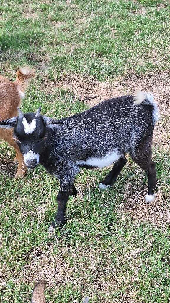 Dwerggeit, Dieren en Toebehoren, Vrouwelijk, Geit, 0 tot 2 jaar