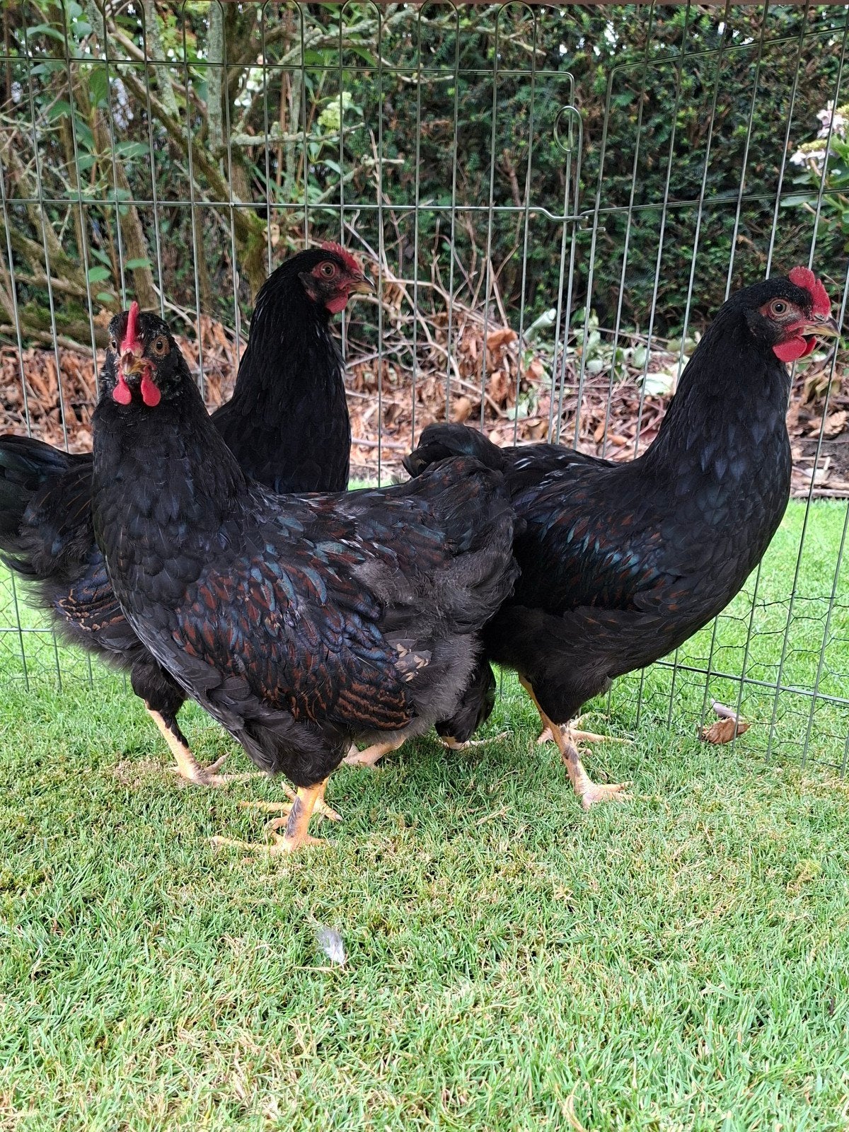 10 jonge Barnevelder haantjes., Mannelijk, Kip