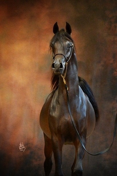 peinture « cheval de feu », Antiquités & Art, Art | Peinture | Classique, Enlèvement, Animaux, Toile