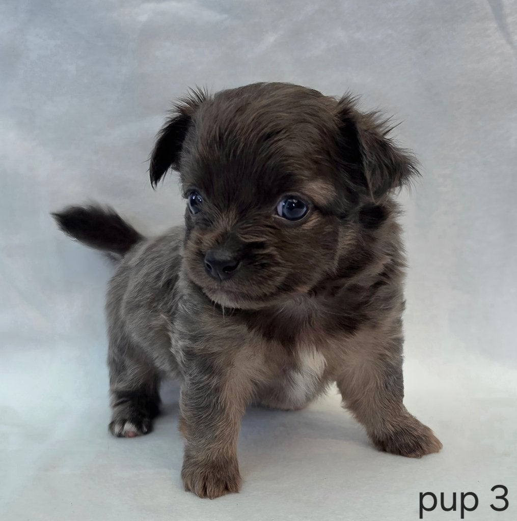 Chihuahua pups, Parvo, België, Particulier, 8 tot 15 weken