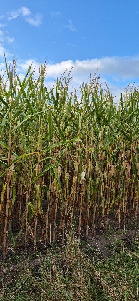 Mais op stam te koop, Articles professionnels, Agriculture | Aliments pour bétail, Enlèvement