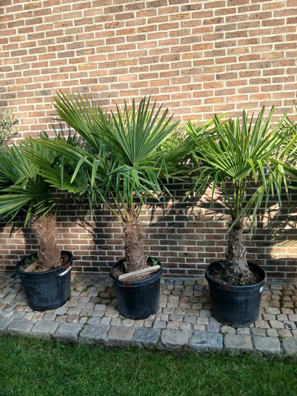 ‼️combideals halve ton plus palmboom ‼️, Tuin en Terras, Planten | Bomen, Palmboom, Ophalen