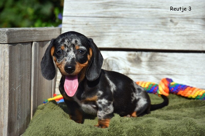 Prachtige Blue Merle Tan Teckel pupjes, Parvo, België, Standaard, Reu