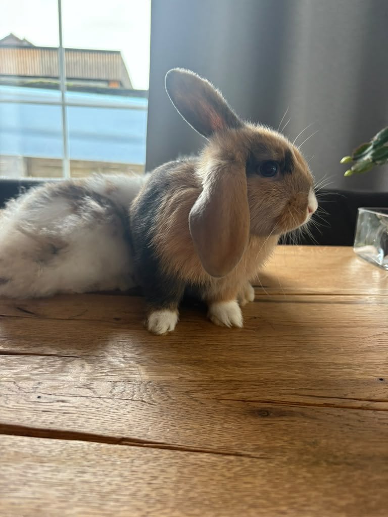 Baby konijntjes te koop, Dieren en Toebehoren, Meerdere dieren, Overige typen, Tam, September