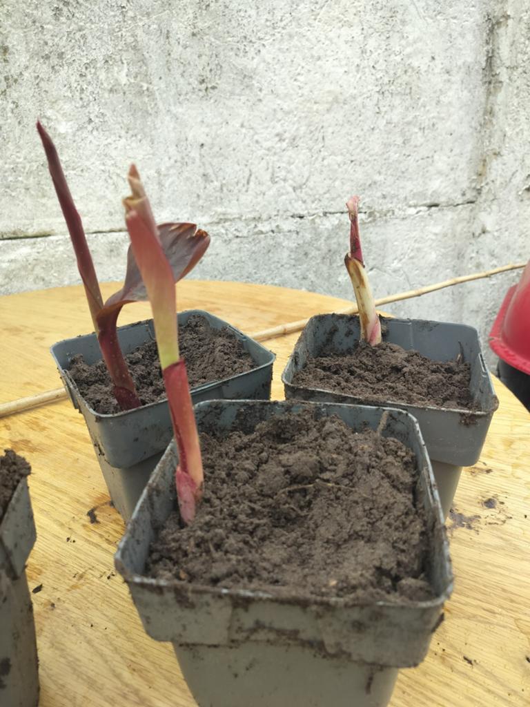 Canna scheuten met knol, Tuin en Terras, Ophalen