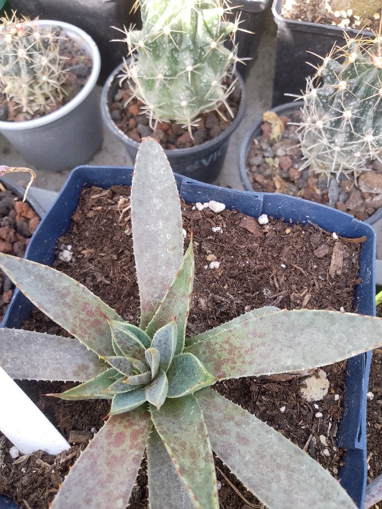 mangave bloedspot, Tuin en Terras, Planten | Tuinplanten, Ophalen