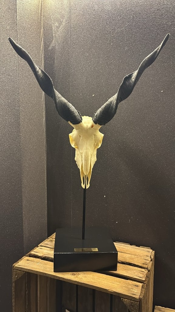 Hongaarse Racka Ram op display, Collections, Collections Animaux, Neuf, Crâne, Animal sauvage, Enlèvement ou Envoi