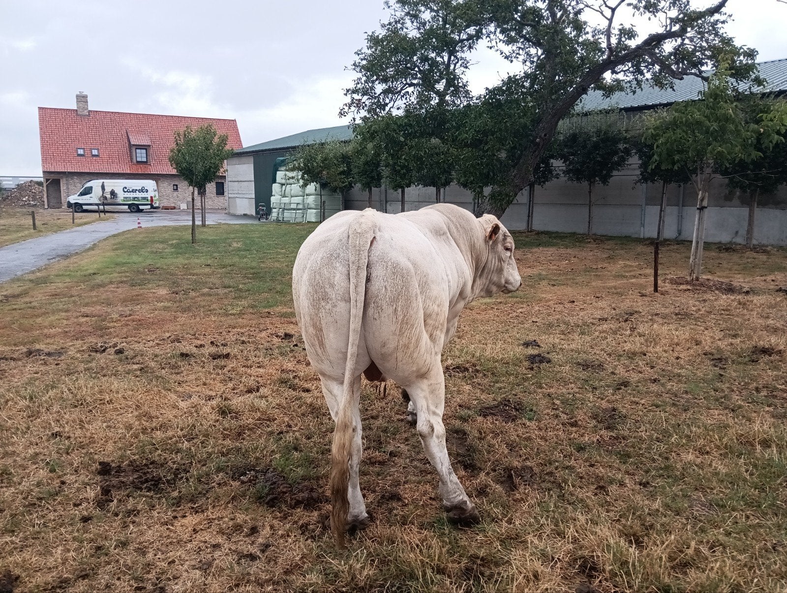 blonde d'aquitaine, Dieren en Toebehoren