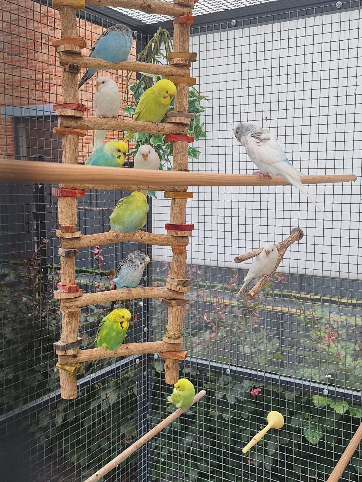 Grasparkieten te koop, Animaux & Accessoires
