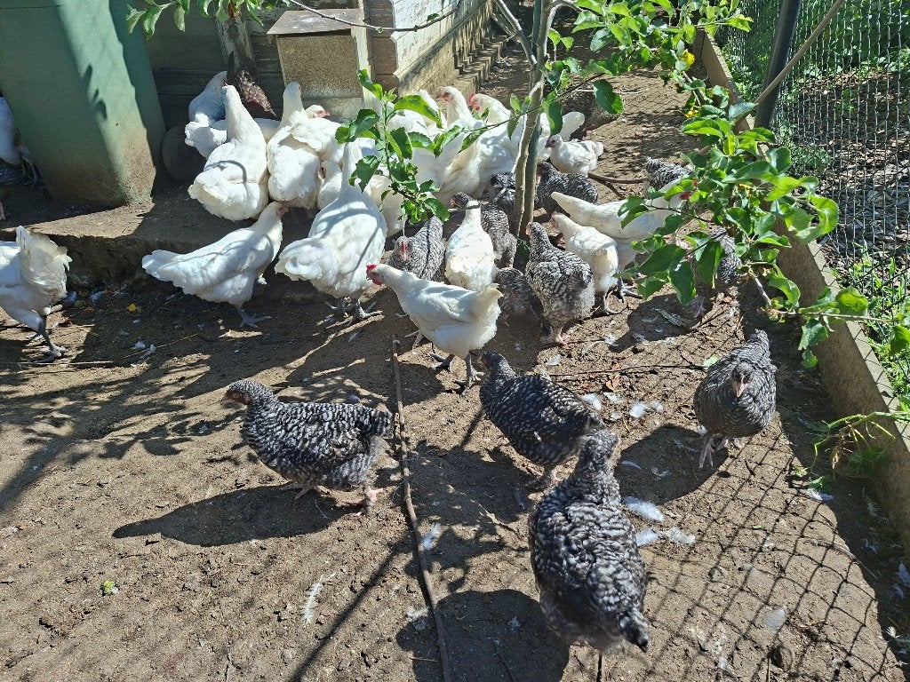 Jonge halfwas hanen mechelse koekoek en poule de bresse, Dieren en Toebehoren, Pluimvee