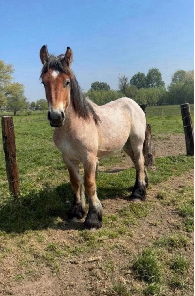 Trek paard hensgt, Dieren en Toebehoren, Hengst