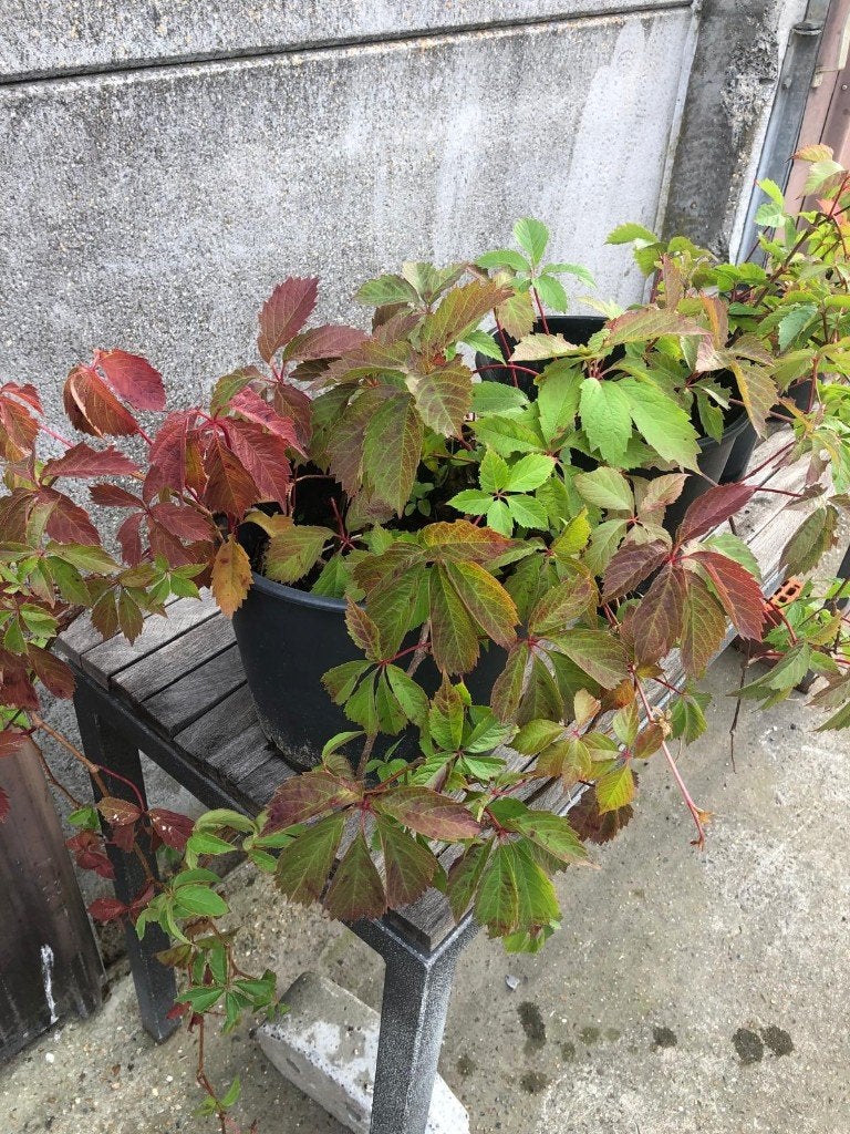 Wilde wingerd, Jardin & Terrasse, Plantes | Jardin, Enlèvement, Plante fixe, Plantes grimpantes
