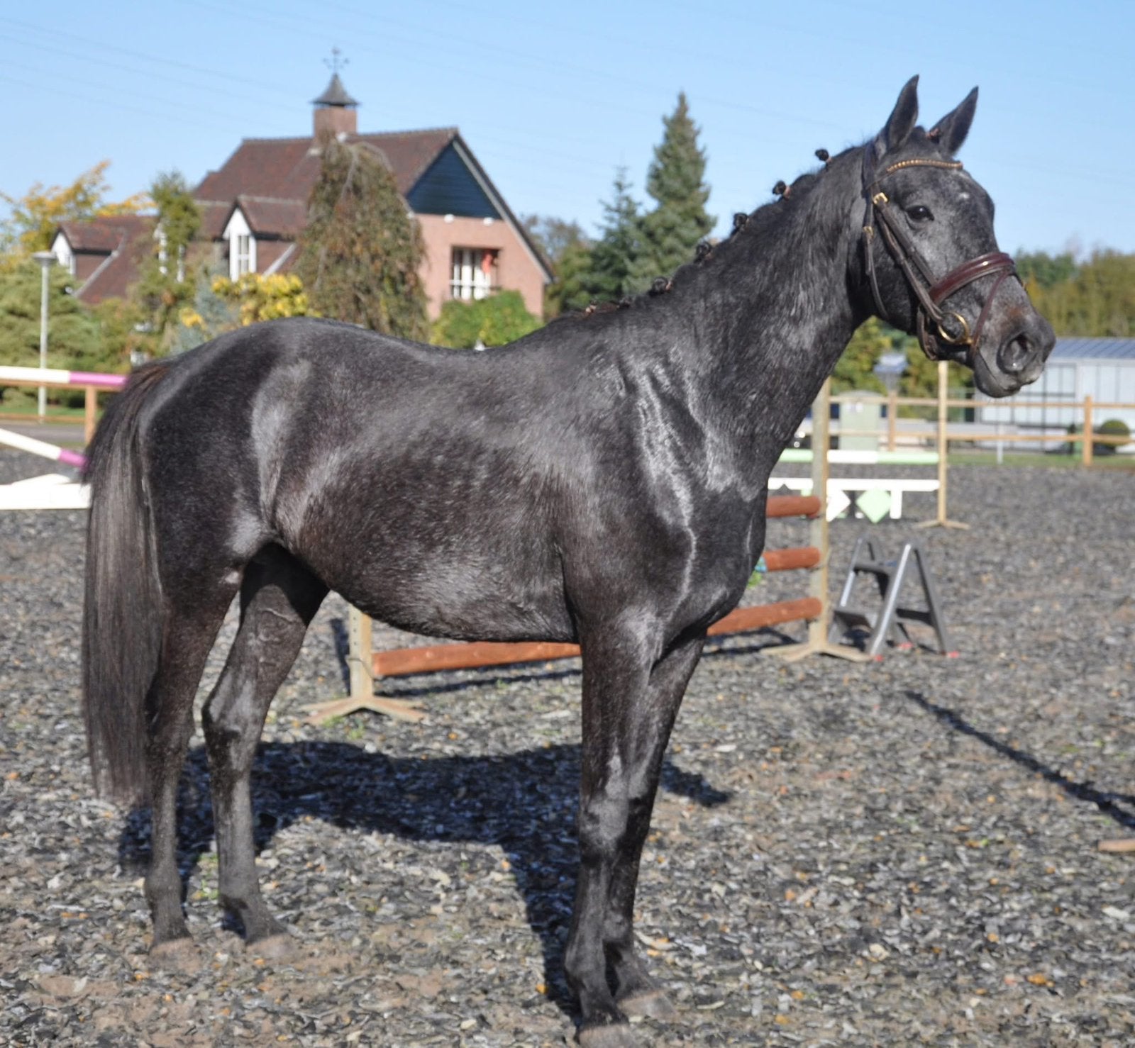 2.5 jarige dressuur hengst schimmel, Dieren en Toebehoren, Minder dan 160 cm, Dressuurpaard, Hengst, 3 tot 6 jaar