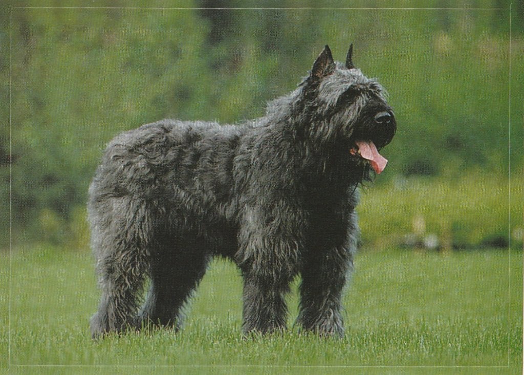 CHROMO  BOUVIER, Collections, Envoi, Neuf, Animal, Gravure