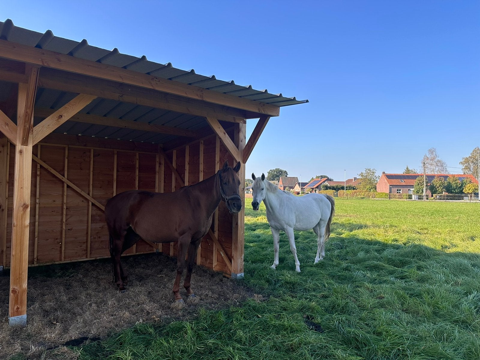 GEZOCHT: Tijdelijk weidemaatje voor de winter! ️, Dieren en Toebehoren, Weidegang, 1 paard of pony