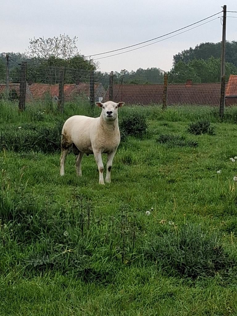Moutons à vendre, Plusieurs animaux, Mouton, 0 à 2 ans