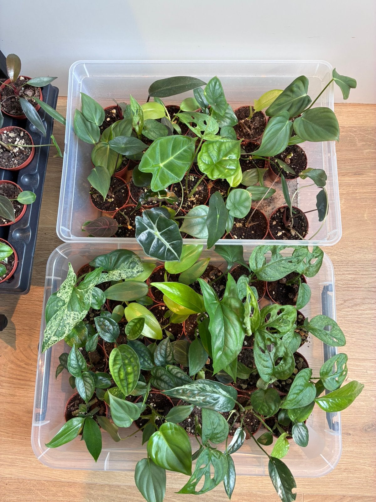 Surprise boxen voor 10€, Ophalen