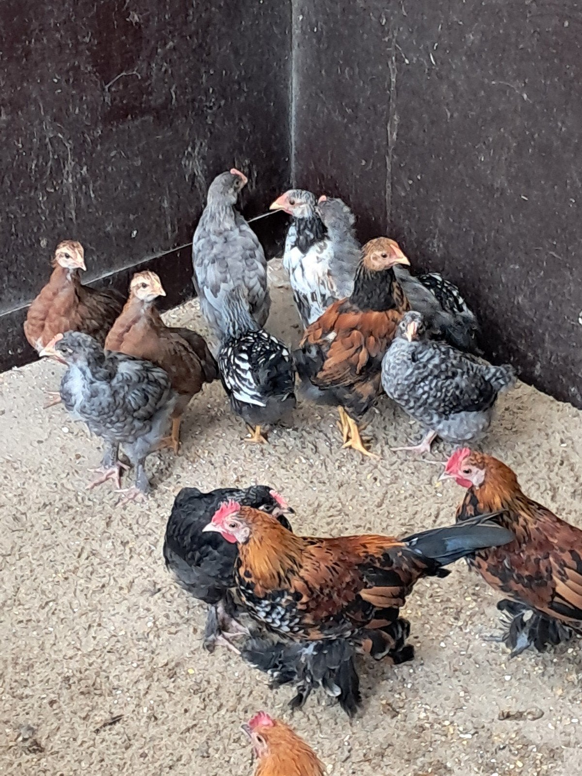 18 hanen, Dieren en Toebehoren