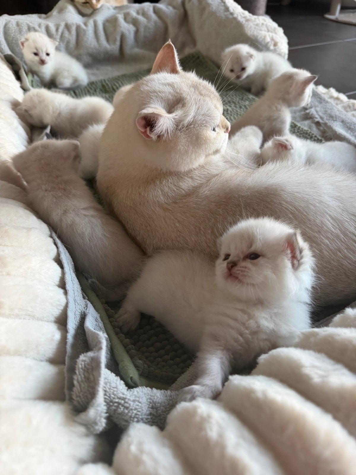 Brits Korthaar Point Kittens, Meerdere dieren, Gechipt, 0 tot 2 jaar