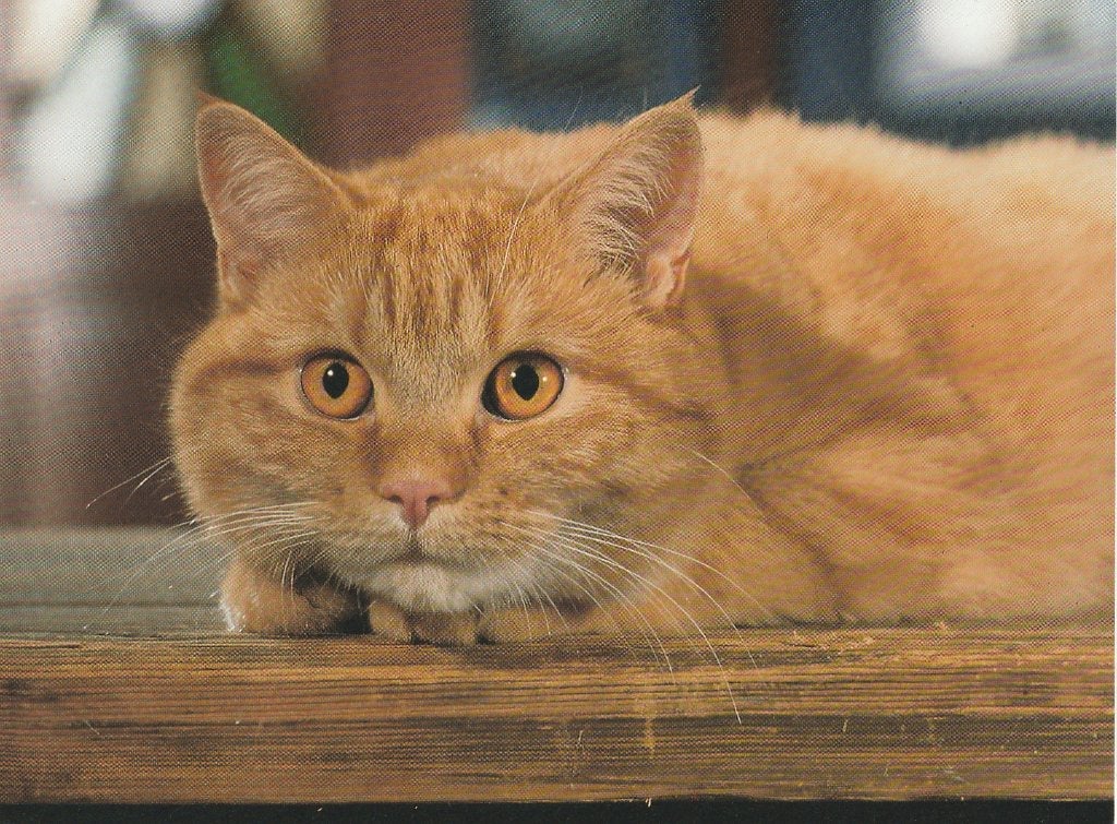 KAT  MET  ORANJE  OGEN, Verzamelen, Postkaarten | Dieren, Verzenden, 1980 tot heden, Gelopen, Hond of Kat