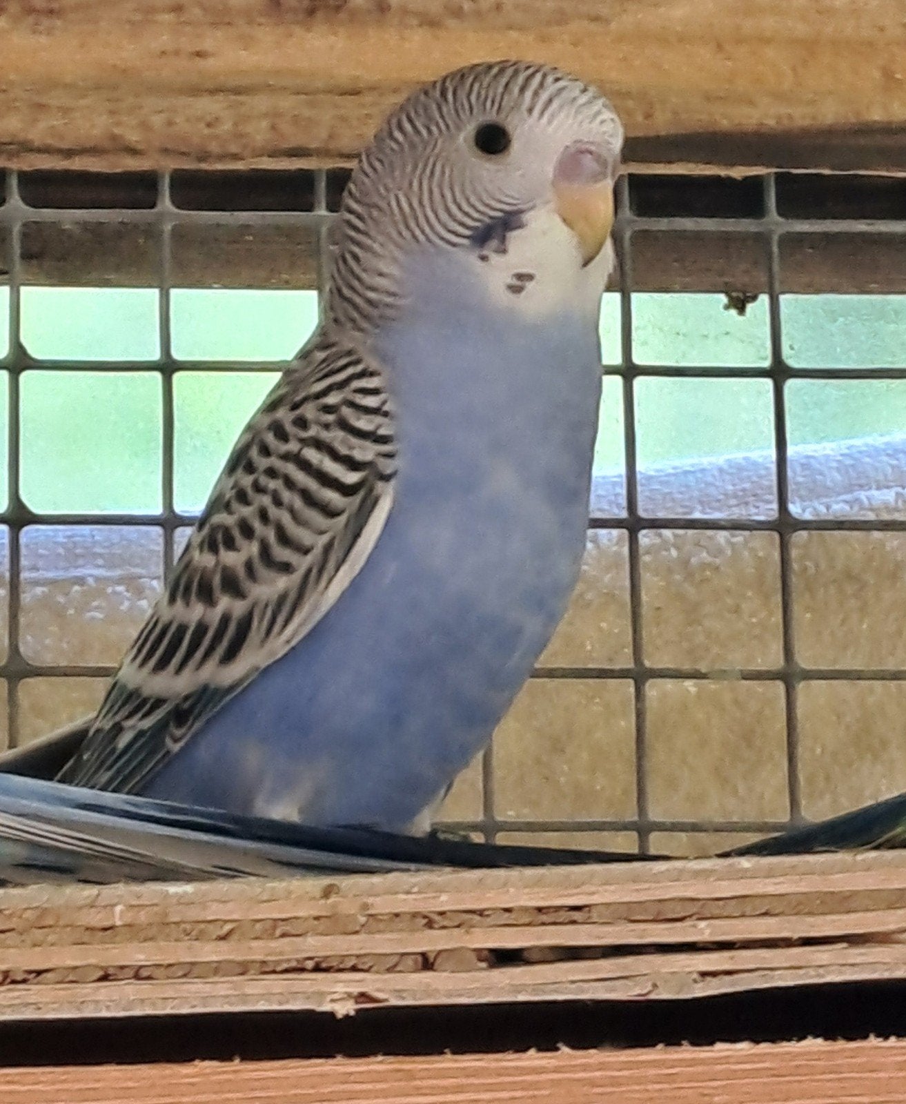 Jonge grasparkiet, Sexe inconnu, Perruche, Bagué